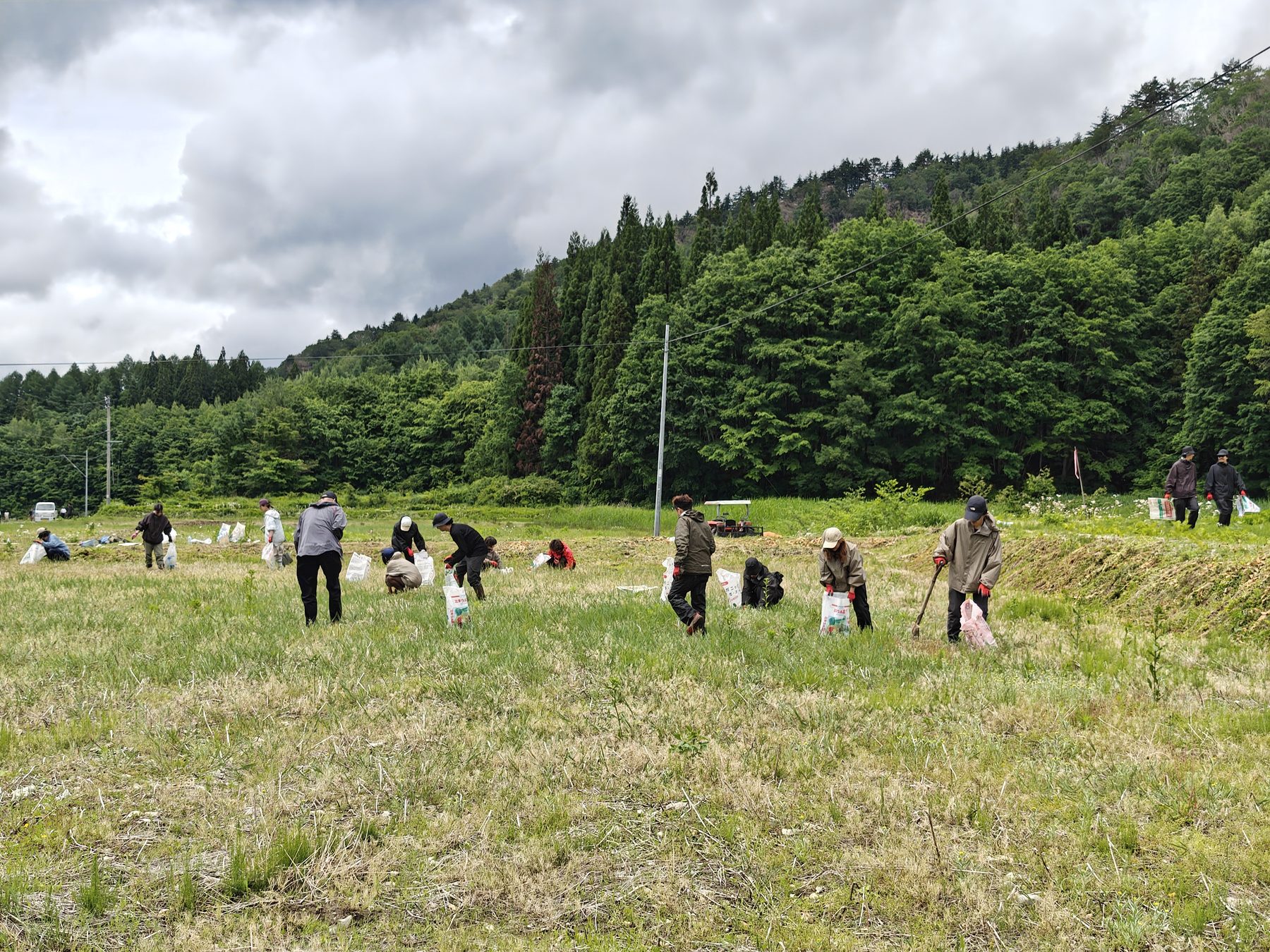 昭和村の田畑で大勢の人が農作業をする様子